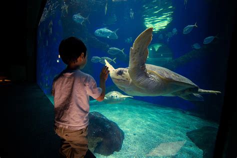 Virginia aquarium - Stay at least 100 yards away from whales, and 500 yards from critically-endangered right whales. Stay at least 50 yards away from other marine mammals and sea turtles. Never surround or circle animals. Call Stranding Response at (757) 385-7575 if the animal appears injured, entangled, or otherwise in distress. 